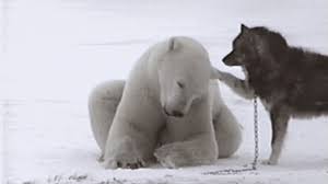 dog and polar bear