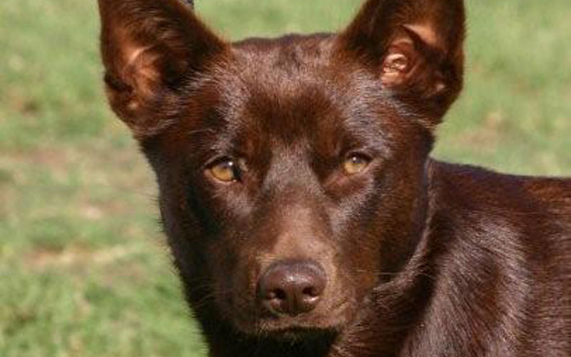 Australian Kelpie - Dogslife. Dog Breeds Magazine