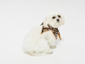 BOOTIQUE HALLOWEEN PRINT SCRUNCHIE DOG COLLAR - $9.98