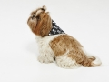 BOOTIQUE SKULL & CROSSBONES DOG BANDANA – $8.88