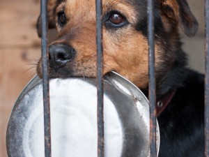 Animal Cruelty - Crime & Punishment
