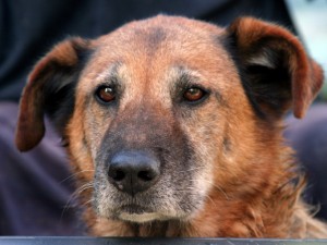 Close up of older, graying dog.