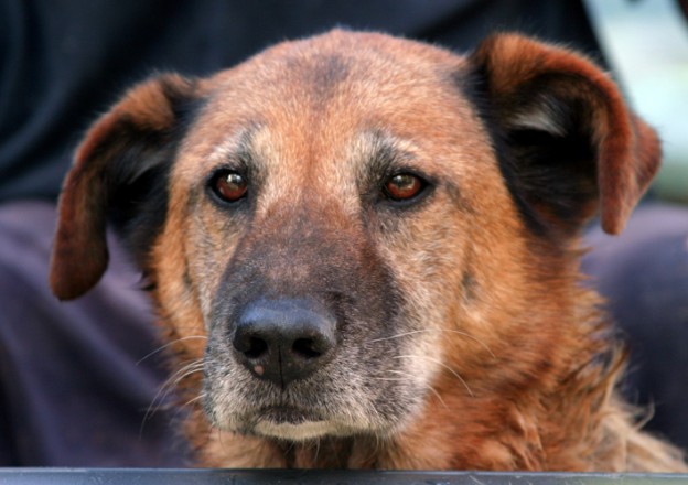 Close up of older, graying dog.