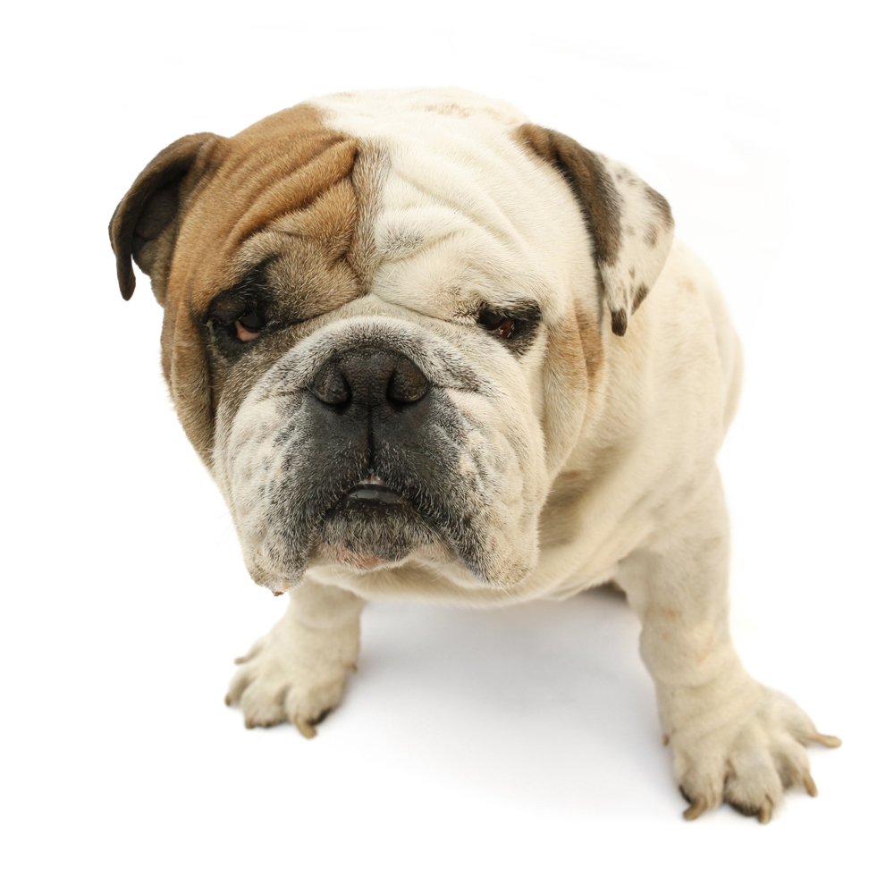 Caring for old dogs