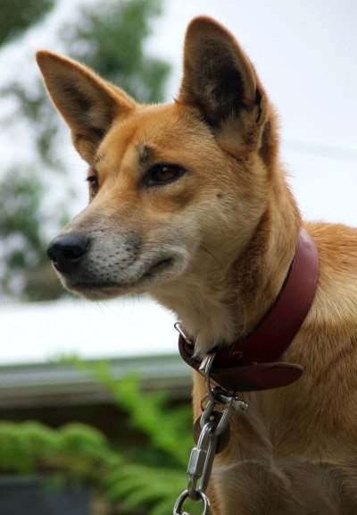 laver mad finger Afledning Dingo Extinction - Dogslife. Dog Breeds Magazine