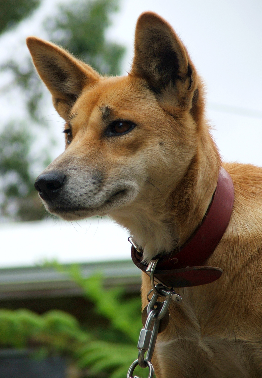 Dingo Extinction - Dog Breeds Magazine