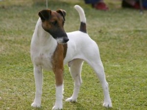 Fox Terrier