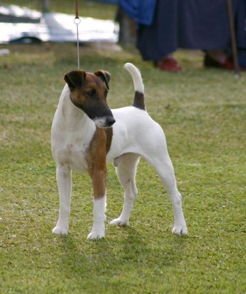 Fox Terrier