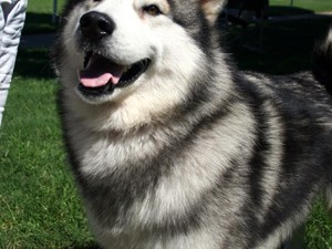 Malamute