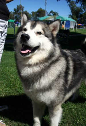 malamute x kelpie