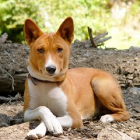 Basenji