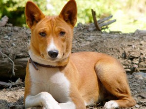 Basenji