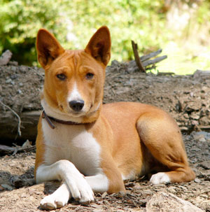 Basenji