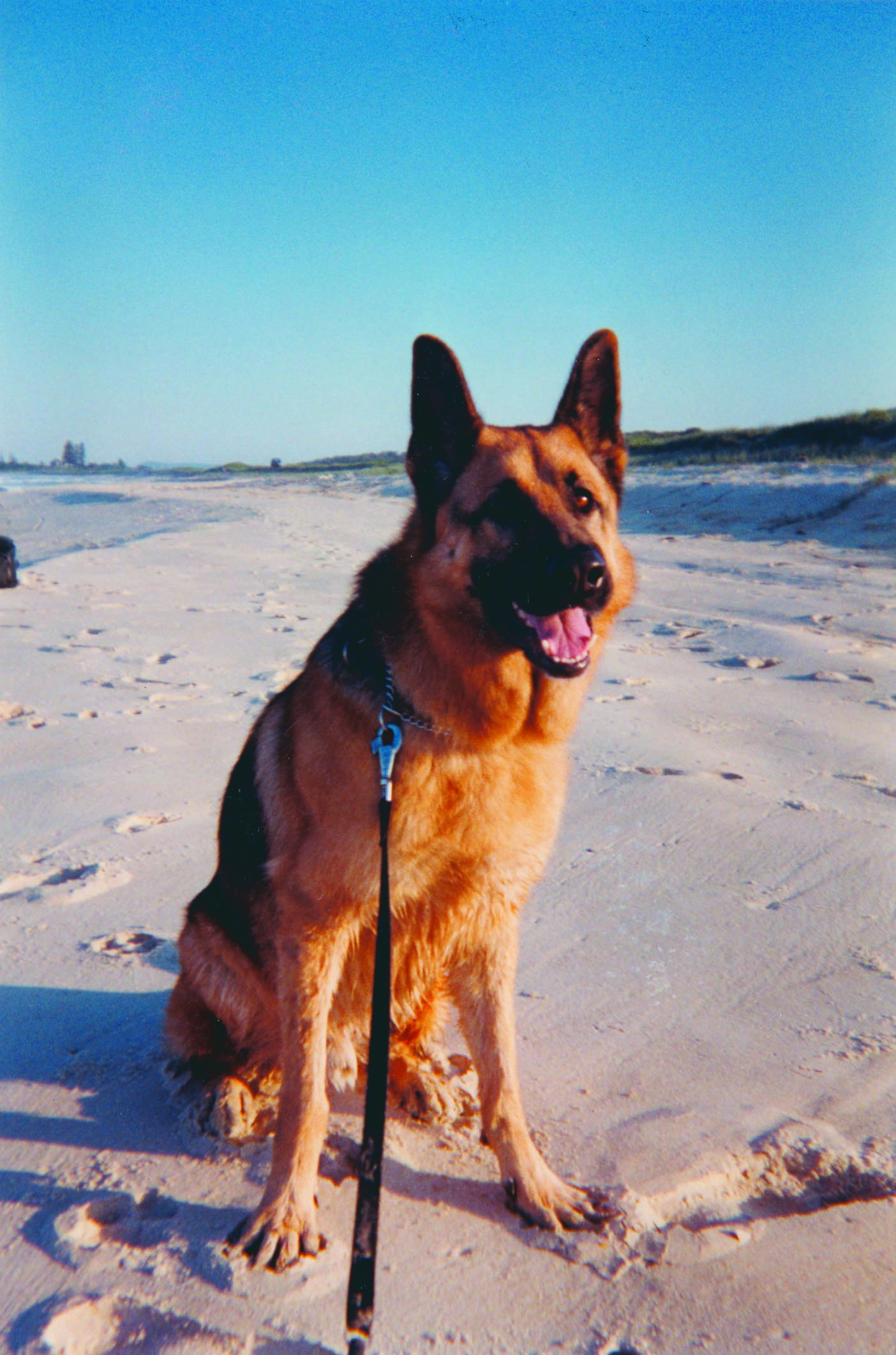 Crate Training for dogs