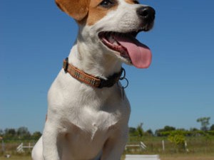 Jack Russell