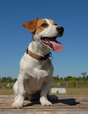 Jack Russell