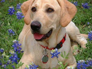 Labrador