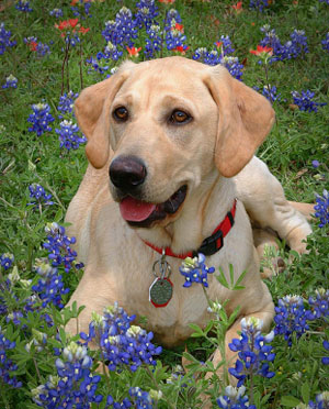 Labrador