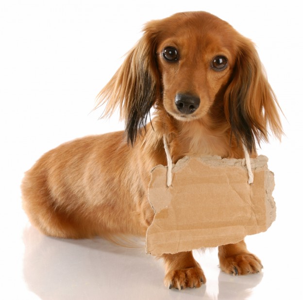 Multi-Pet Households — Your Dog's Friend Say no to "no"! - Dogslife. Dog Breeds Magazine