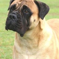 Bullmastiff