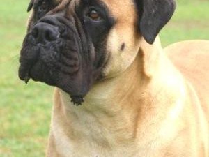 Bullmastiff