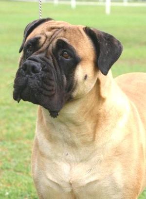 english staffy x bullmastiff