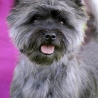 Cairn Terrier