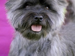 Cairn Terrier