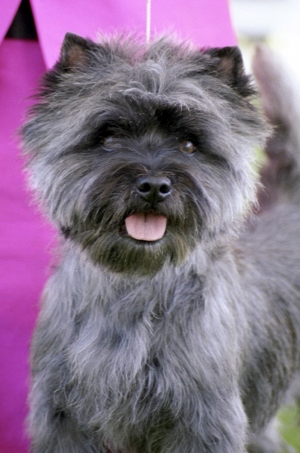 Cairn Terrier