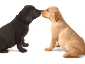 Two Labrador Retriever puppys leaning on one another on a white background.