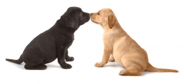 Two Labrador Retriever puppys leaning on one another on a white background.