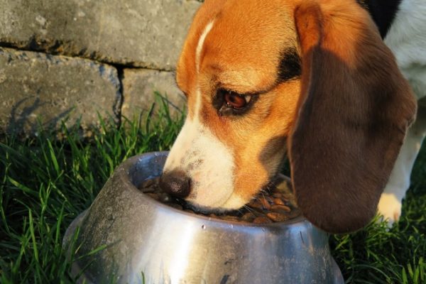 Fighting dog cancer with food