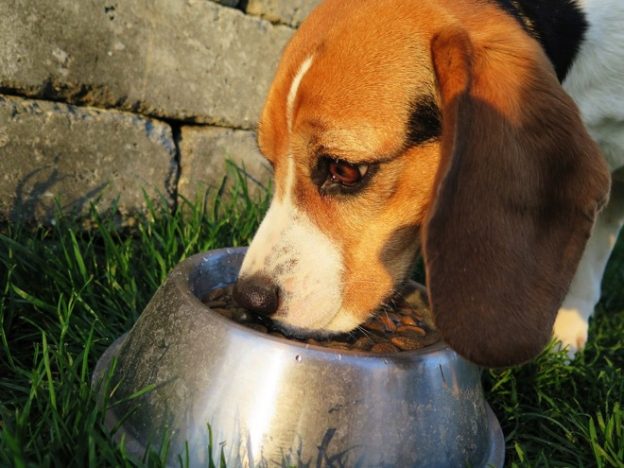 Fighting dog cancer with food Dogslife. Dog Breeds Magazine