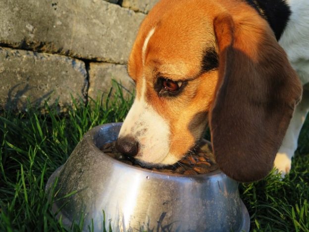 Fighting Dog Cancer With Food Dogslife Dog Breeds Magazine