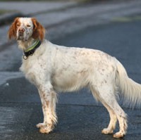 English Setter