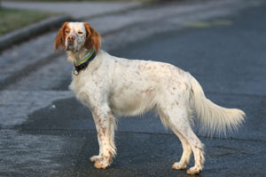 English Setter