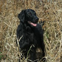 Flat Coated Retriever