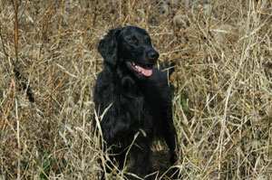 Flat Coated Retriever