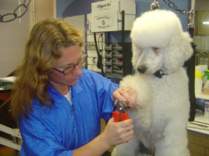 Poodle gets a pet-i-cure