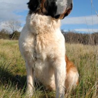 Saint Bernard