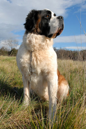 Saint Bernard