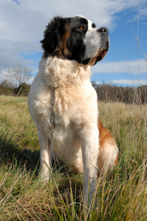 Saint Bernard