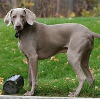 Weimaraner