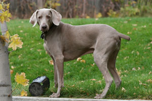 Weimaraner size sales