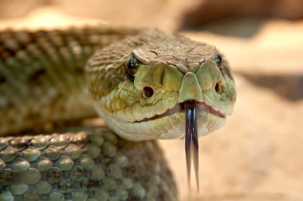 Toxic Terrarium Snake Rattlesnake Viper Dangerous