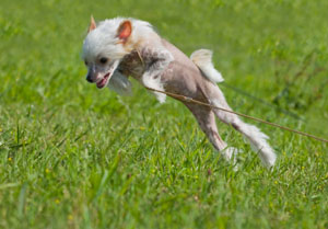 Chinese Crested Dog