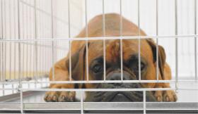 dog-quarantine-laws