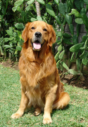 Golden Retriever