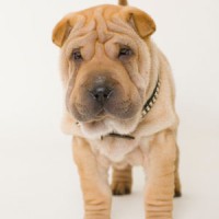 Shar Pei