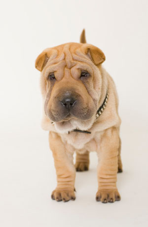 shar pei care